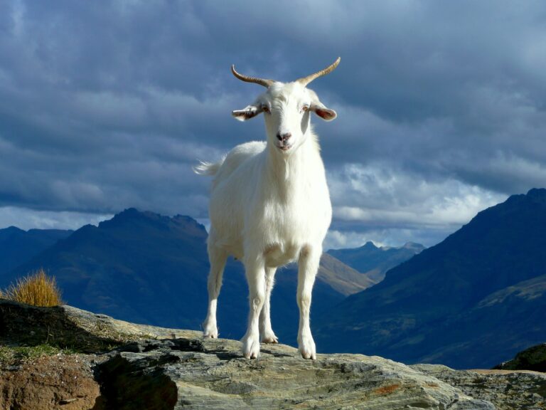 White goat standing on a mountain.