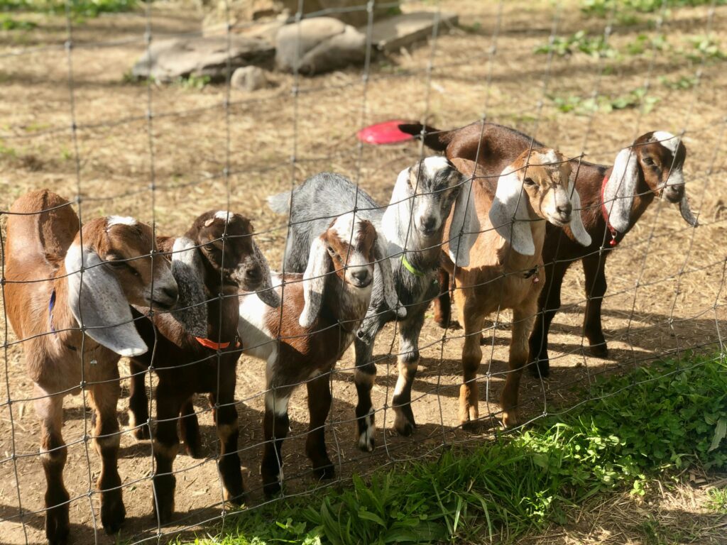Baby goats lined up behind a fence and are very cute