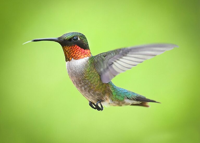 Humming bird